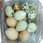 Mixed eggs (3 local, 3 partridges, 10 quails)
