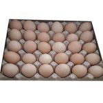 Bulk local eggs (kg)