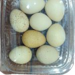 Quebec eggs (8 pieces)